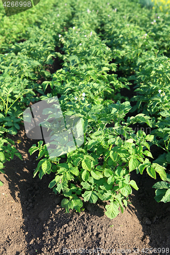 Image of green potatoes growing up