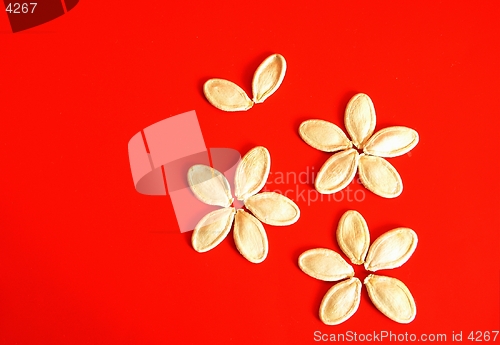 Image of Pumpkin seeds on red background