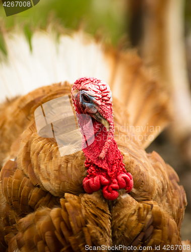 Image of Domestic Farm Turkey Stands Close Game Bird Portrait