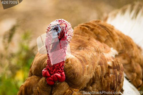 Image of Domestic Farm Turkey Stands Close Game Bird Portrait