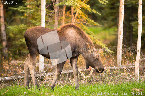 Image of Newborn Moose Calf Feeding On Grass Alaska Wilderness