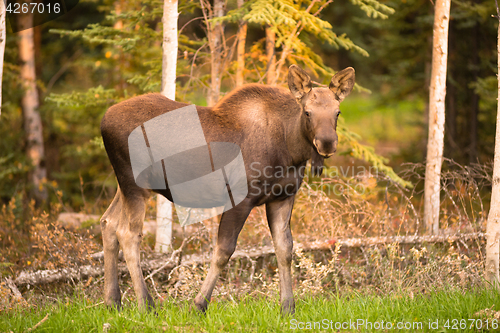 Image of Newborn Moose Calf Feeding On Grass Alaska Wilderness