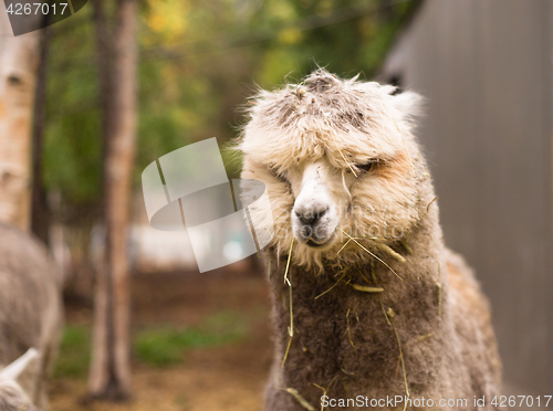 Image of Solitary Llama Eyes Covered By Hair and Straw Blonde