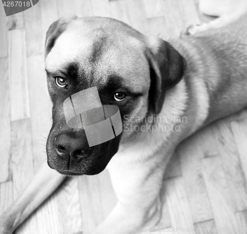 Image of English Mastiff Mix Puppy Lays on Floor Looking Up