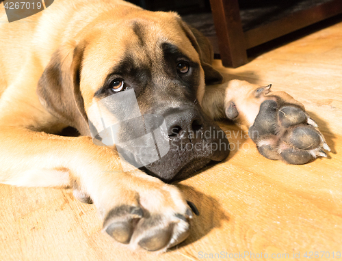 Image of English Mastiff Mix Puppy Lays on Floor Looking Up