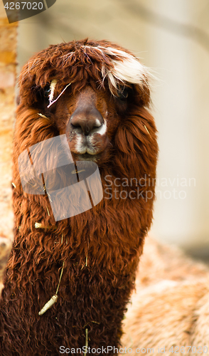 Image of Solitary Llama Eyes Covered By Hair and Straw Rust Blonde