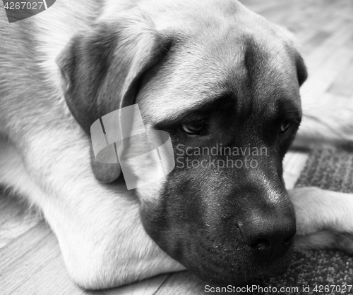 Image of English Mastiff Mix Puppy Lays on Floor Looking Up