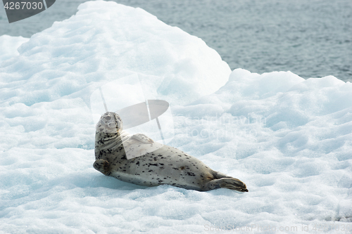 Image of Poser Sea Lion Laying on Iceberg North Pacific Ocean