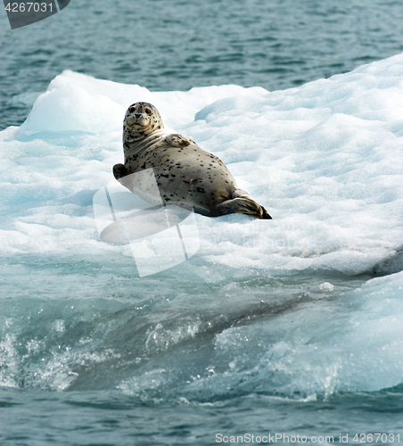 Image of Poser Sea Lion Laying on Iceberg North Pacific Ocean