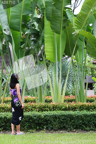 Image of Trees in Thailand.