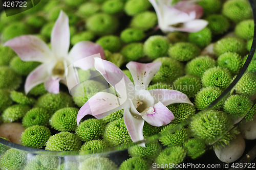 Image of Flowers