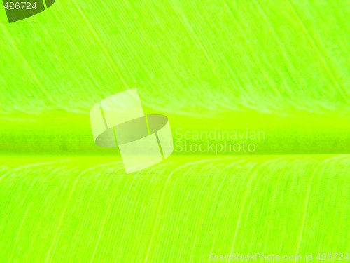 Image of leaf macro lines