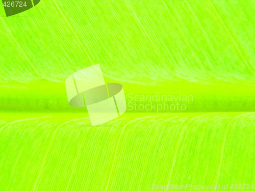 Image of leaf macro lines