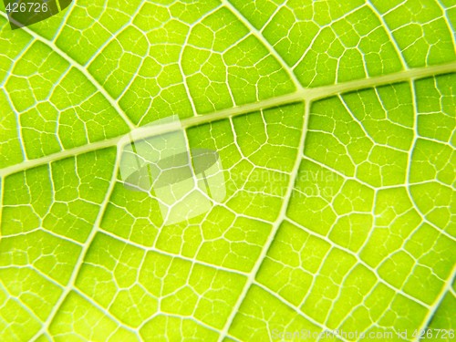 Image of green leaf macro vains bright