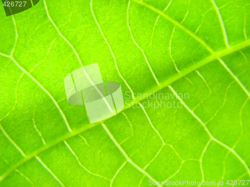 Image of green leaf macro vains bright