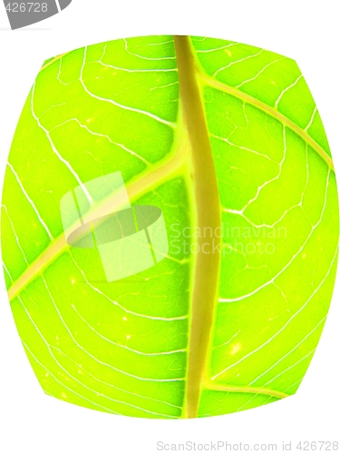 Image of leaf macro lines