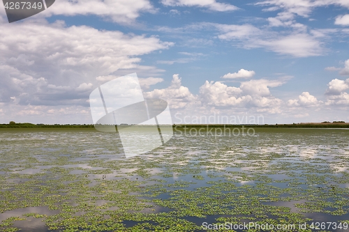 Image of Water surface with plants