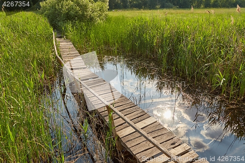 Image of Swamp walking path