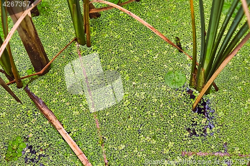 Image of Water surface with plants