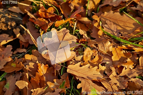 Image of Fallen autumn leaves