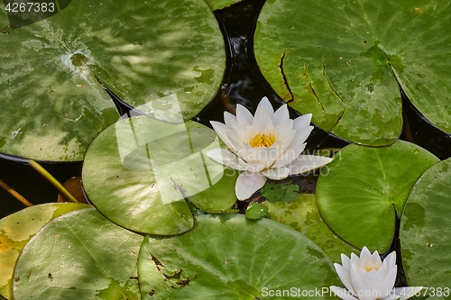 Image of White Water Lily