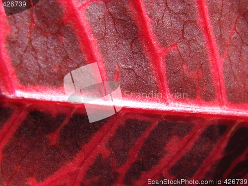 Image of red leaf macro