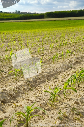 Image of Agricultural field with plants