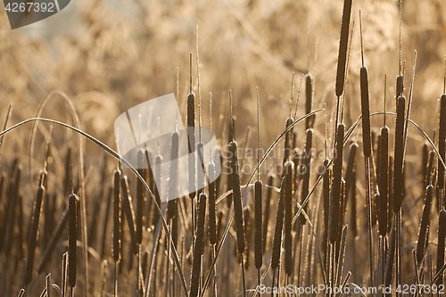 Image of Bulrush on the lakeside