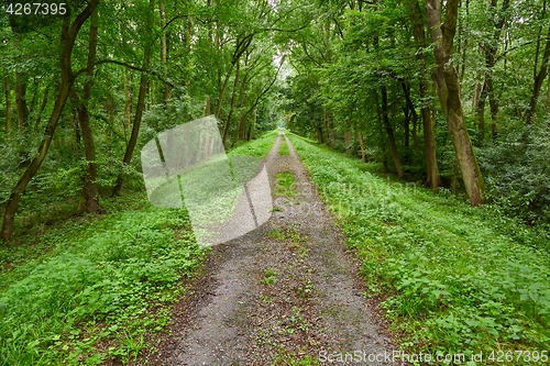 Image of Forest walking route