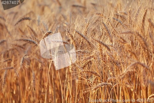 Image of Wheat field detail