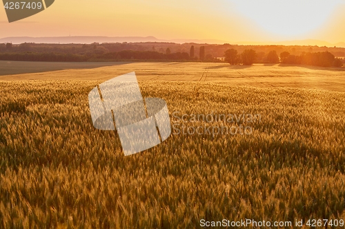 Image of Wheat field detail