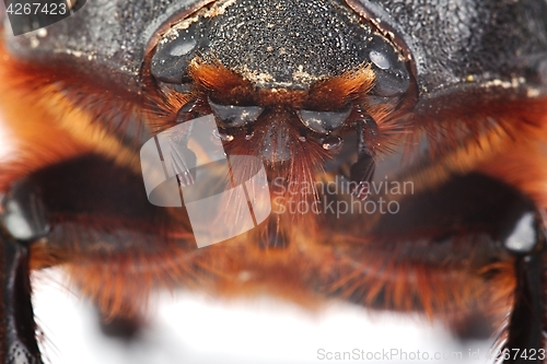 Image of Cockchafer close up