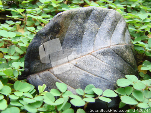 Image of leaf green plants