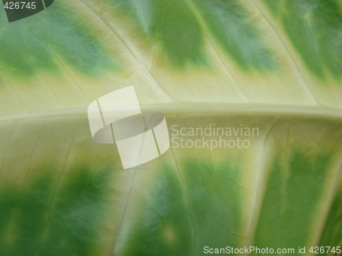 Image of green leaf macro skin