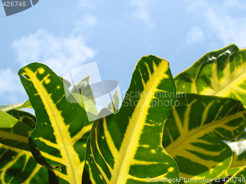 Image of green yellow leafs