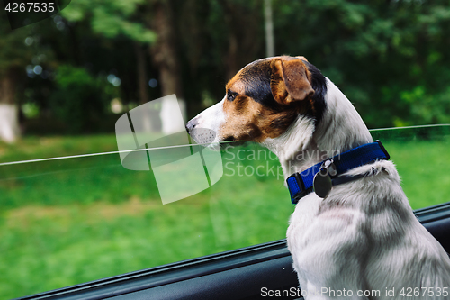 Image of Dog peeking in from the open window of the car.