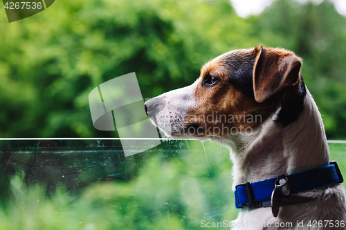 Image of Dog peeking in from the open window of the car.