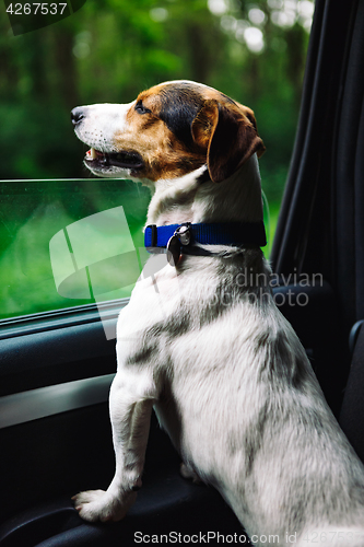 Image of Dog peeking in from the open window of the car.