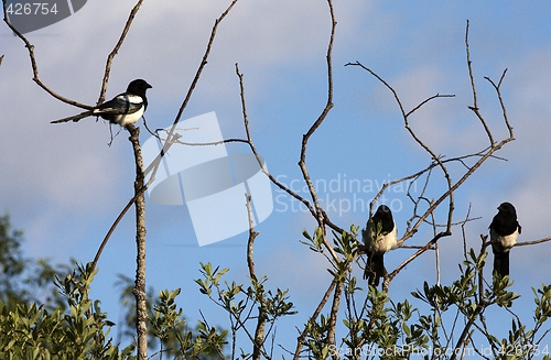 Image of Magpie in the tree