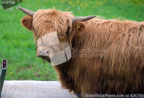 Image of Scottish Highland Steer