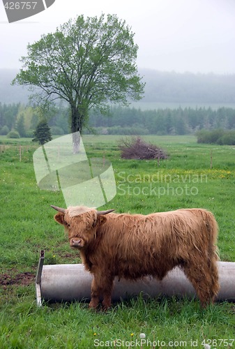 Image of Scottish Highland Steer