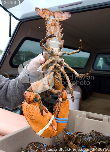 Image of Large Live Lobster