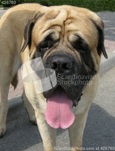 Image of Neapolitan Mastiff dog