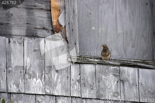 Image of Squirrel on a Weathered Ledge