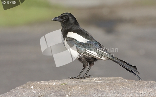 Image of Magpie.