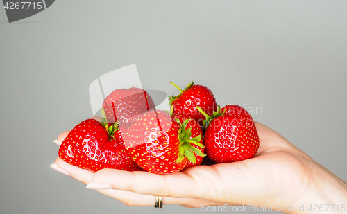Image of Hand full of big red fresh ripe strawberries isolated towards gr