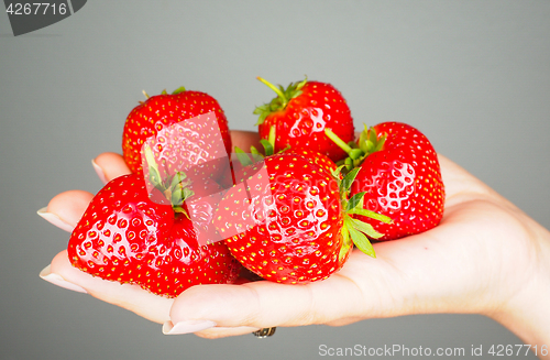 Image of Hand full of big red fresh ripe strawberries isolated towards gr