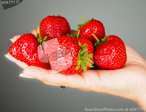 Image of Hand full of big red fresh ripe strawberries isolated towards gr