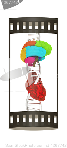 Image of DNA, brain and heart. 3d illustration. The film strip