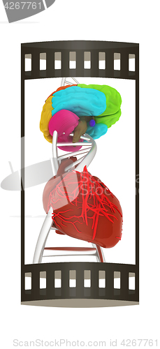 Image of DNA, brain and heart. 3d illustration. The film strip